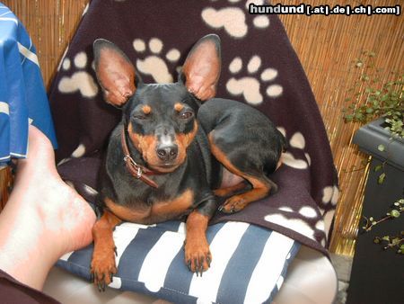 Zwergpinscher Hunde Foto 21025 in höherer Auflösung ansehen Zwergpinscher Lucky