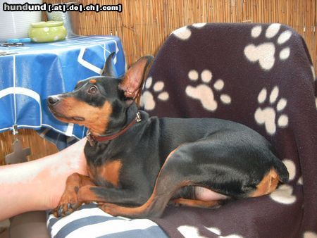 Zwergpinscher Hunde Foto 21027 in höherer Auflösung ansehen Zwergpinscher Lucky