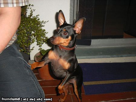 Zwergpinscher Hunde Foto 21023 in höherer Auflösung ansehen Zwergpinscher Lucky