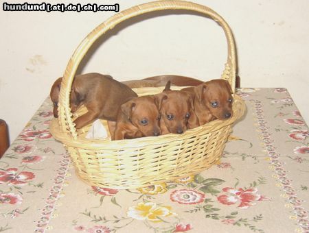 Zwergpinscher Hunde Foto 6446 Zwergpinscher cuccioli di 40gg