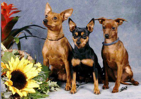 Zwergpinscher Hunde Foto 1836 Zwergpinscher Zuchthündinnen mit Nachwuchs aus dem Zwergpinscher-kennel vom Reichsgraf zu Herrenheim