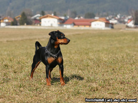 Zwergpinscher Hunde Foto 46314 in höherer Auflösung ansehen Zwergpinscher Hazel vom Camp Achensee
