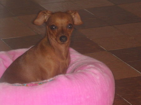 Zwergpinscher Hunde Foto 33065 in höherer Auflösung ansehen Zwergpinscher