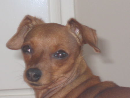 Zwergpinscher Hunde Foto 33067 in höherer Auflösung ansehen Zwergpinscher