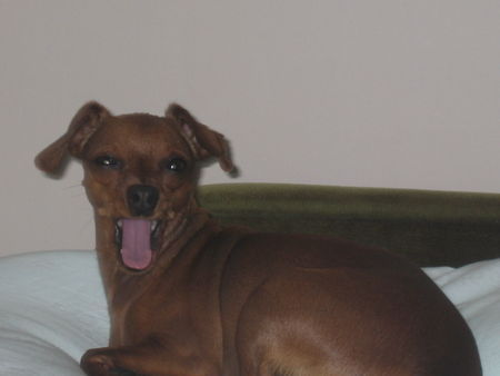 Zwergpinscher Hunde Foto 33068 in höherer Auflösung ansehen Zwergpinscher