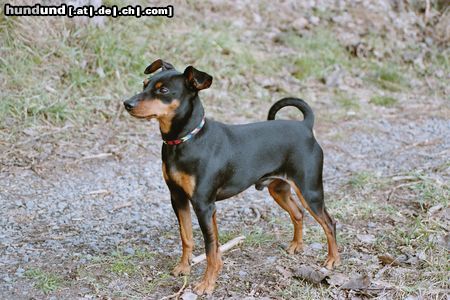 Zwergpinscher Hunde Foto 12886 Zwergpinscher RUSTY VON DER PORTA, Deckrüde u. Agilitysportler