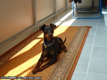 Zwergpinscher Hunde Foto 13387 Zwergpinscher Ares von Mehrhof