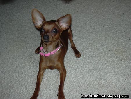 Zwergpinscher Hunde Foto 21544 Zwergpinscher