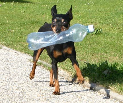 Zwergpinscher Hunde Foto 34984 in höherer Auflösung ansehen Zwergpinscher Asko v. Kösslbachtal unser Ältester