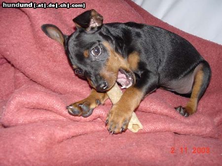 Zwergpinscher Hunde Foto 6749 Zwergpinscher Wotan von Lexow 9 Woche