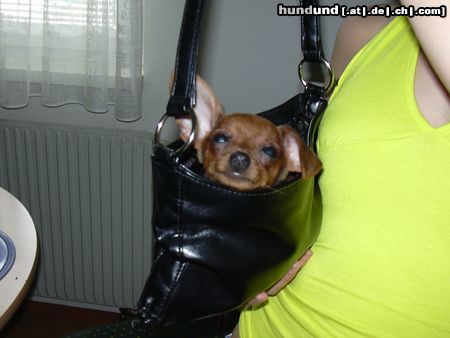 Zwergpinscher Hunde Foto 23810 in höherer Auflösung ansehen Zwergpinscher phoebe