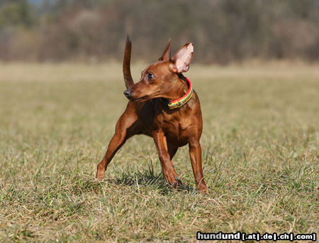 Zwergpinscher Keaton vom Camp Achensee