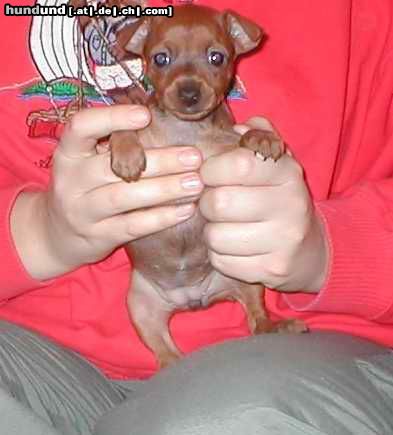 Zwergpinscher Hunde Foto 5453 Zwergpinscher BLUE-STAR KIWI
