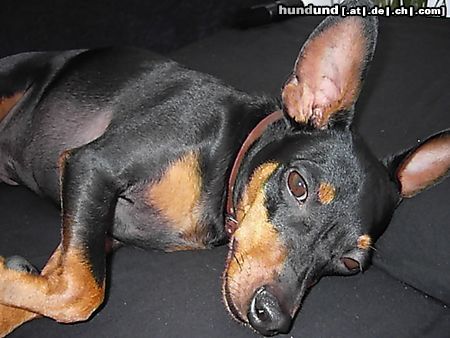 Zwergpinscher Hunde Foto 21867 in höherer Auflösung ansehen Zwergpinscher Lucky