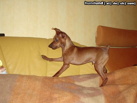 Zwergpinscher Hunde Foto 11275 Zwergpinscher