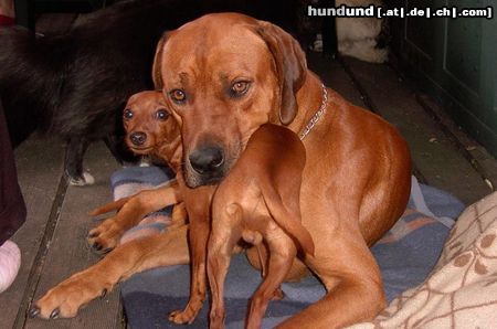 Zwergpinscher Hunde Foto 25242 in höherer Auflösung ansehen Zwergpinscher Kuscheln mit Rudelmitglied RR Bantou