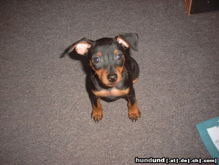 Zwergpinscher Hunde Foto 6195 Zwergpinscher Lucky