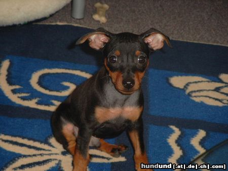 Zwergpinscher Hunde Foto 6194 Zwergpinscher Lucky mit 10 Wochen
