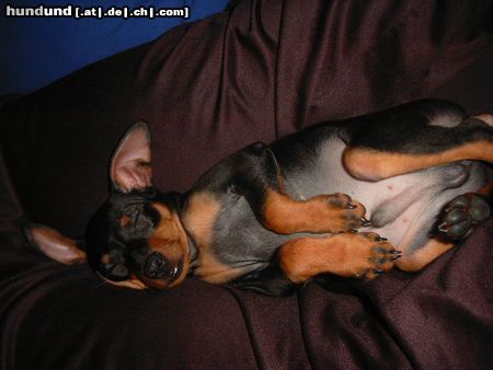 Zwergpinscher Hunde Foto 6196 Zwergpinscher Lucky