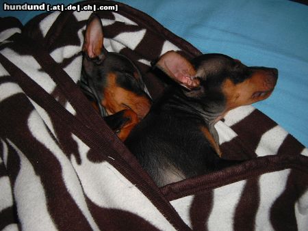 Zwergpinscher Hunde Foto 6607 Zwergpinscher Lucky und Sunny (14 u.13 Wochen alt)