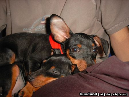 Zwergpinscher Hunde Foto 6606 Zwergpinscher Lucky und Sunny (14 u.13 Wochen alt)