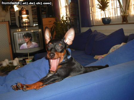 Zwergpinscher Hunde Foto 10533 Zwergpinscher Lucky- Frühjahrsmüdigkeit!