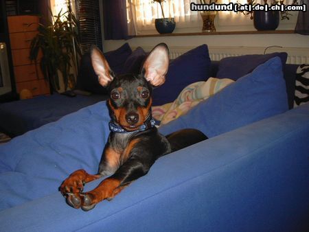 Zwergpinscher Hunde Foto 10534 Zwergpinscher Lucky