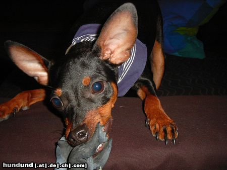 Zwergpinscher Hunde Foto 10579 Zwergpinscher Lucky mit 9 Monaten