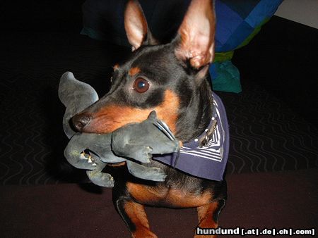 Zwergpinscher Lucky mit 9 Monaten
