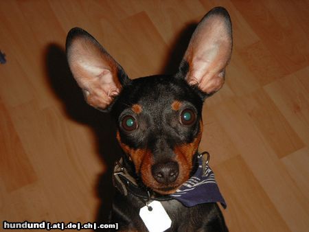 Zwergpinscher Hunde Foto 10581 Zwergpinscher Lucky mit 9 Monaten