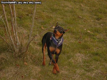 Zwergpinscher Hunde Foto 10584 Zwergpinscher Lucky mit 9 Monaten