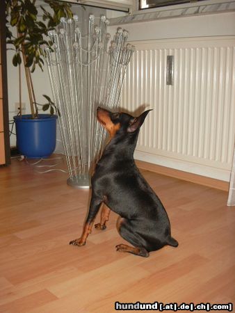Zwergpinscher Hunde Foto 13546 Zwergpinscher Für ein Leckerli mach ich auch