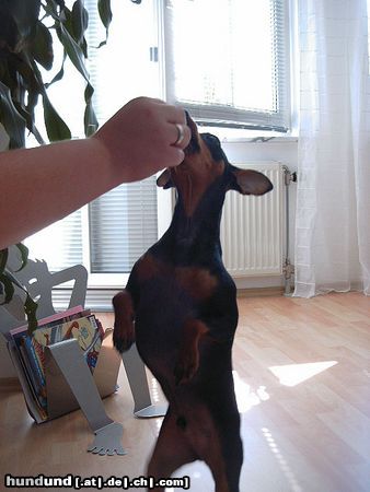 Zwergpinscher Hunde Foto 13547 Zwergpinscher Nun gib schon her!