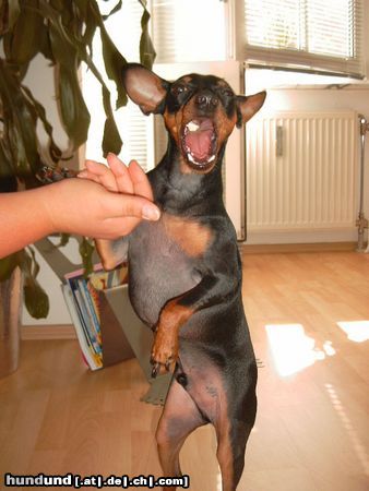 Zwergpinscher Hunde Foto 13548 Zwergpinscher Schau, da ist es!