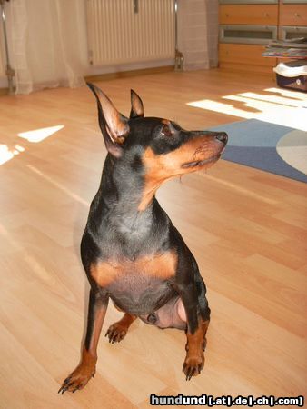 Zwergpinscher Hunde Foto 13549 Zwergpinscher Lucky