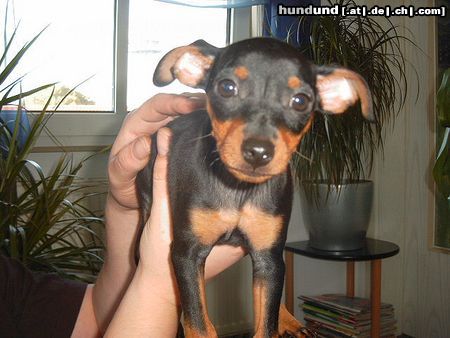 Zwergpinscher Hunde Foto 6608 Zwergpinscher Lucky mit 14 Wochen