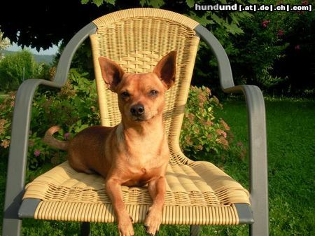 Zwergpinscher Scipy beim Sonnen