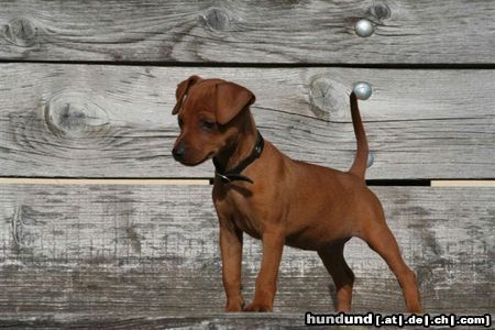 Zwergpinscher Tara-Ina Gräfin von Burg-Wildenstein