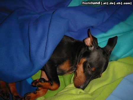 Zwergpinscher Hunde Foto 6847 Zwergpinscher Lucky mal ganz ruhig