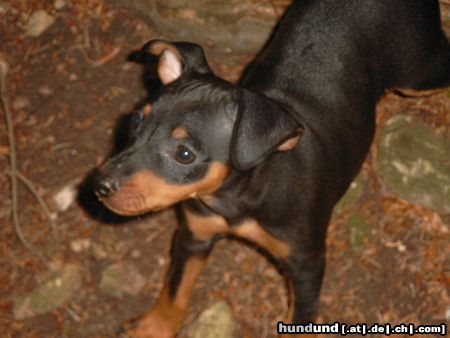 Zwergpinscher Hunde Foto 5725 Zwergpinscher Lucky mit 2 Monaten