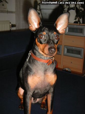 Zwergpinscher Hunde Foto 16170 in höherer Auflösung ansehen Zwergpinscher Lucky