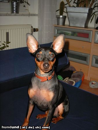 Zwergpinscher Hunde Foto 16172 in höherer Auflösung ansehen Zwergpinscher Lucky