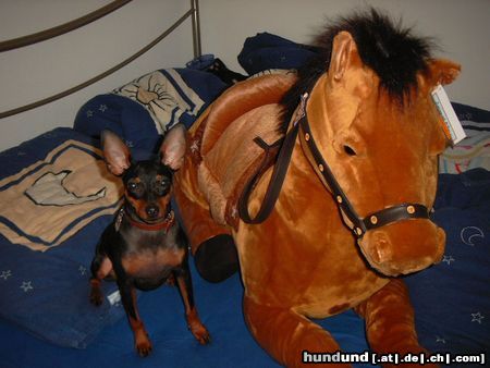 Zwergpinscher Hunde Foto 16173 in höherer Auflösung ansehen Zwergpinscher Lucky