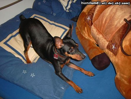 Zwergpinscher Hunde Foto 16175 in höherer Auflösung ansehen Zwergpinscher Lucky