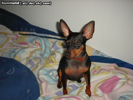 Zwergpinscher Hunde Foto 16176 in höherer Auflösung ansehen Zwergpinscher Lucky