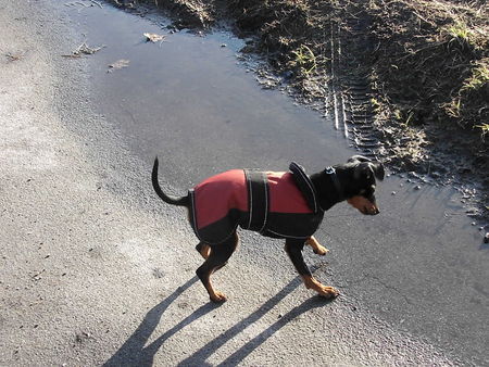 Zwergpinscher Hunde Foto 30104 Zwergpinscher Emma, intern. erfolgreiche Hündin!