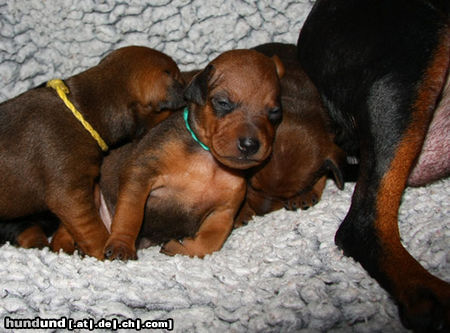 Zwergpinscher Welpe vom Camp Achensee