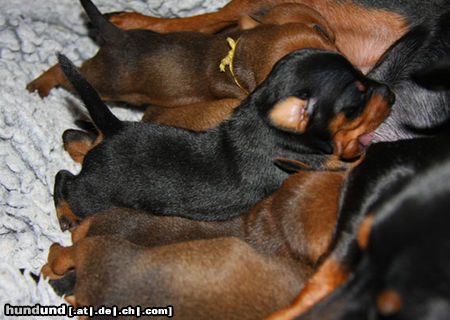 Zwergpinscher Welpen vom Camp Achensee