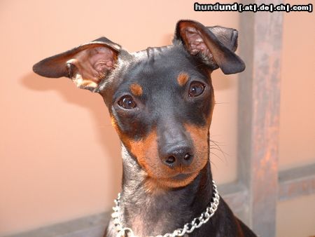Zwergpinscher Hunde Foto 13566 Zwergpinscher Ares