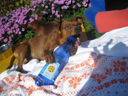 Zwergpinscher Hunde Foto 27805 Zwergpinscher gismo